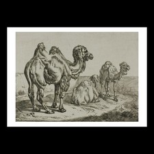 Johann Adam Klein - Dromedary