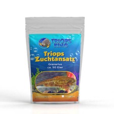 Triops Granarius Urzeitkrebse