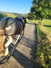 Einspännergeschirr FULL Komplettset