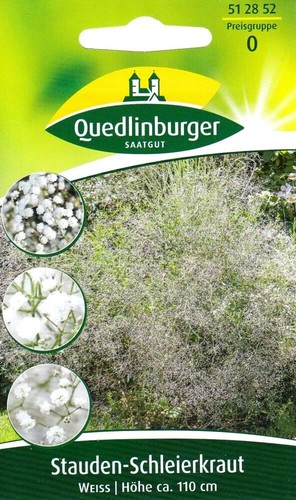 Stauden schleierkraut weiß - weiß,