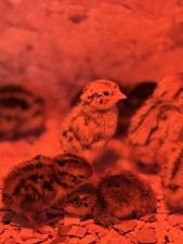 48x Bruteier, Wachtelbruteier