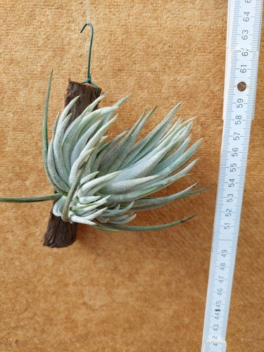 Tillandsia pueblensis clump - pueblensis,,