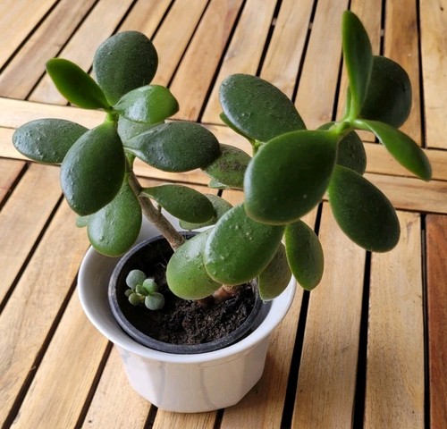 Crassula ovata 20cm bonsai - crassula, 15-20cm