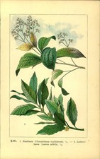 Lithographie - Kunstdruck -