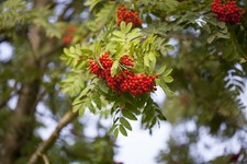 Sorbus aucuparia 'Edulis'