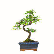 Bonsai baum mit - mit, keramik