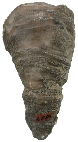 Silur ketophyllum große - , sp.