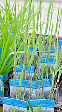 2x Schilf  im 9x9cm Gärtnertopf Teichpflanzen für Kläranlagen und Filterteichen