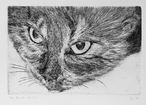 Radierung zeichnung katze - radierung,