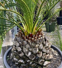 Macrozamia mountperriensis -