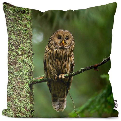 Waldkauz uhu vogel tier - waldkauz,