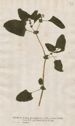 Rumex scutatus ampfer - scutatus, sorrel