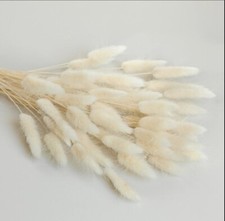 Lagurus Cream 120 Stück