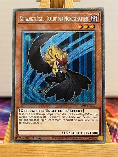 Schwarzflügel kalut der - schwarzflügel,