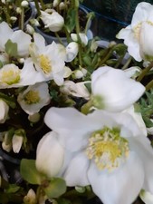 Christrose, Nieswurz,Schneerose, Helleborus niger,winterhart,Bienenweide 9cmTopf