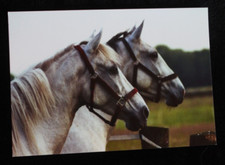 Postkarte Berber, Pferde,Pferd,Horse,Tier,Tiere,Pferdepostkarte,AK,Ansichtskarte
