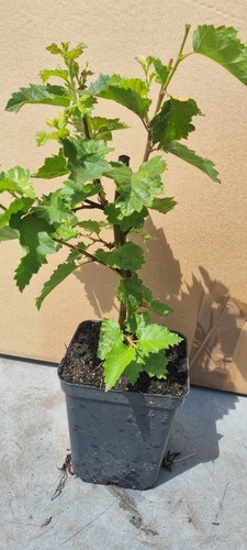 Bonsai birkenbaum - bonsai,,