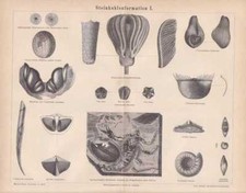 Karbon Fossilien Käfer