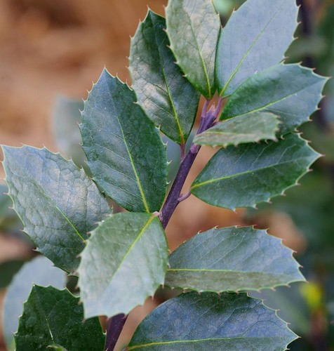 Stechpalme ilex heckenblau - stechpalme, heckenblau®