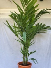 10 x Ptychosperma elegans, Solitaire Palme  - Palmensamen zum Discountpreis