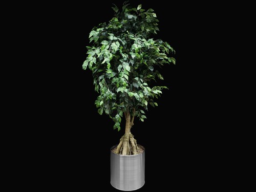 Ficus madagaskar dekopflanze - ficus,