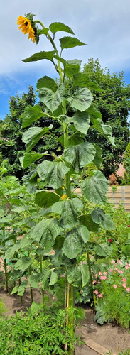 Riesensonnenblume weiße - riesensonnenblume,