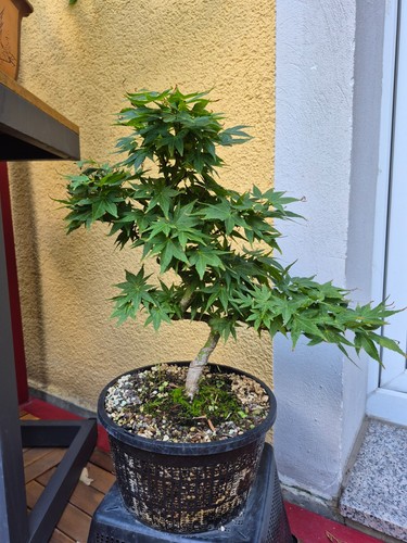 Bonsai rohling acer palmatum - rohling,