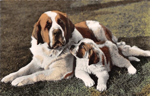 404464 tier mit hunde - 404464),