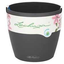 Lechuza classico color - lechuza,