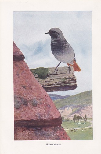 Hausrotschwanz phoenicurus - hausrotschwanz,