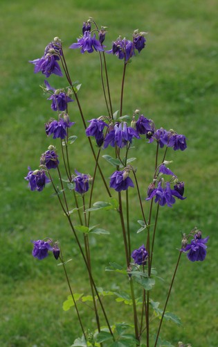 Bienenweide aquilegia - bienenweide,