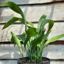 Aspidistra elatior, total