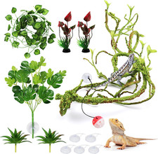 Hängepflanze Terrarium