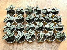 3x Zebrakraut Ableger 9er Topf