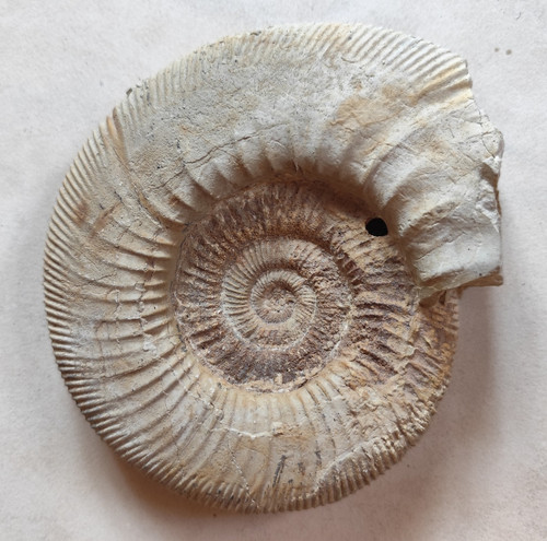 Fossiler ammonit spiralig - ammonit, –