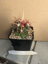 Thelocactus heterochromus f. longispinus, kakteen sukkulenten kaktus