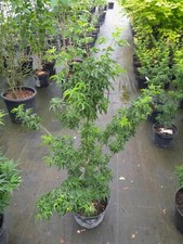 Acer palmatum Shishigashira