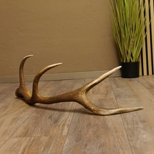 Rothirsch Stange 8 ender Gewicht 1,23 kg Länge 79cm Hirsch Abwurfstange 71.1.182