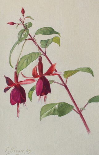 Fritz berger blumenstudie - berger,