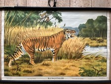 Alte Lehrtafel- Tiger