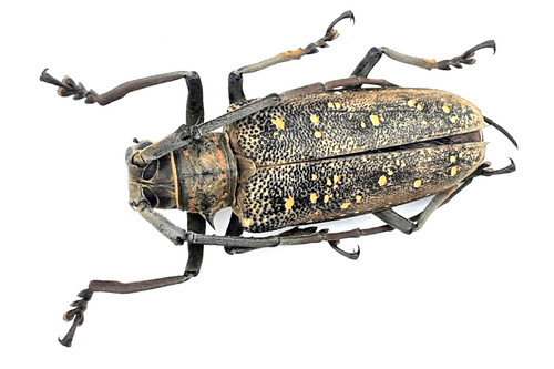 Cerambycidae batocera - cerambycidae,,