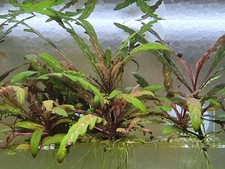 Aquariumpflanze / Hygrophila pinnatifida /  Ableger 🌺⚘️🌼🌷🌻🌹