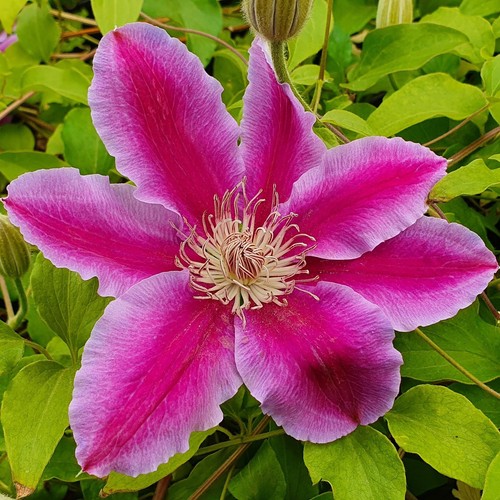 Zweifarbige großblumige - zweifarbige,