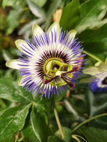 Passionsblume passiflora - passionsblume,