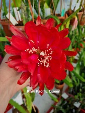 Epiphyllum Blattkakteen