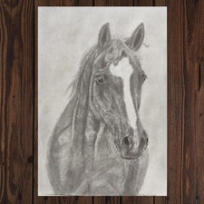 Originale Pferde Zeichnungen