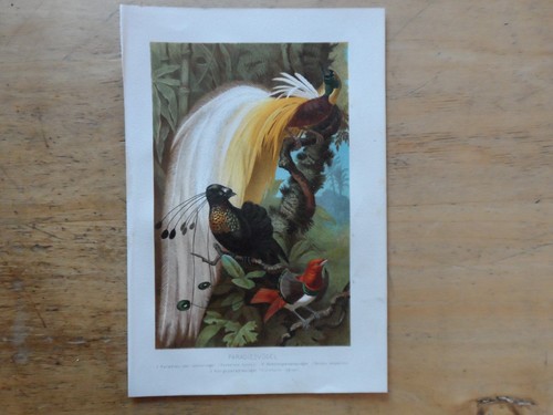Orig chromolithographie - orig.(1892),