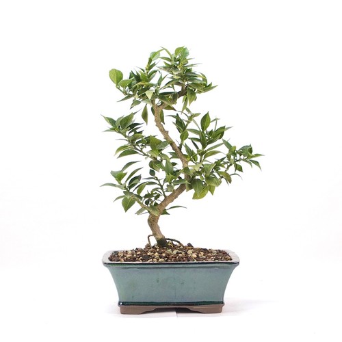 Bonsai bitterorange citrus - bonsai,