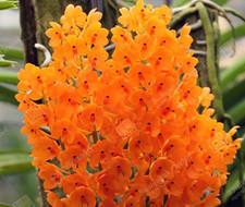 Ascocentrum miniatum