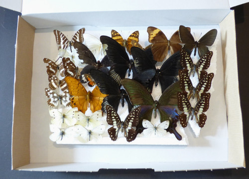 Entomologie schmetterling 27 - entomologie,,